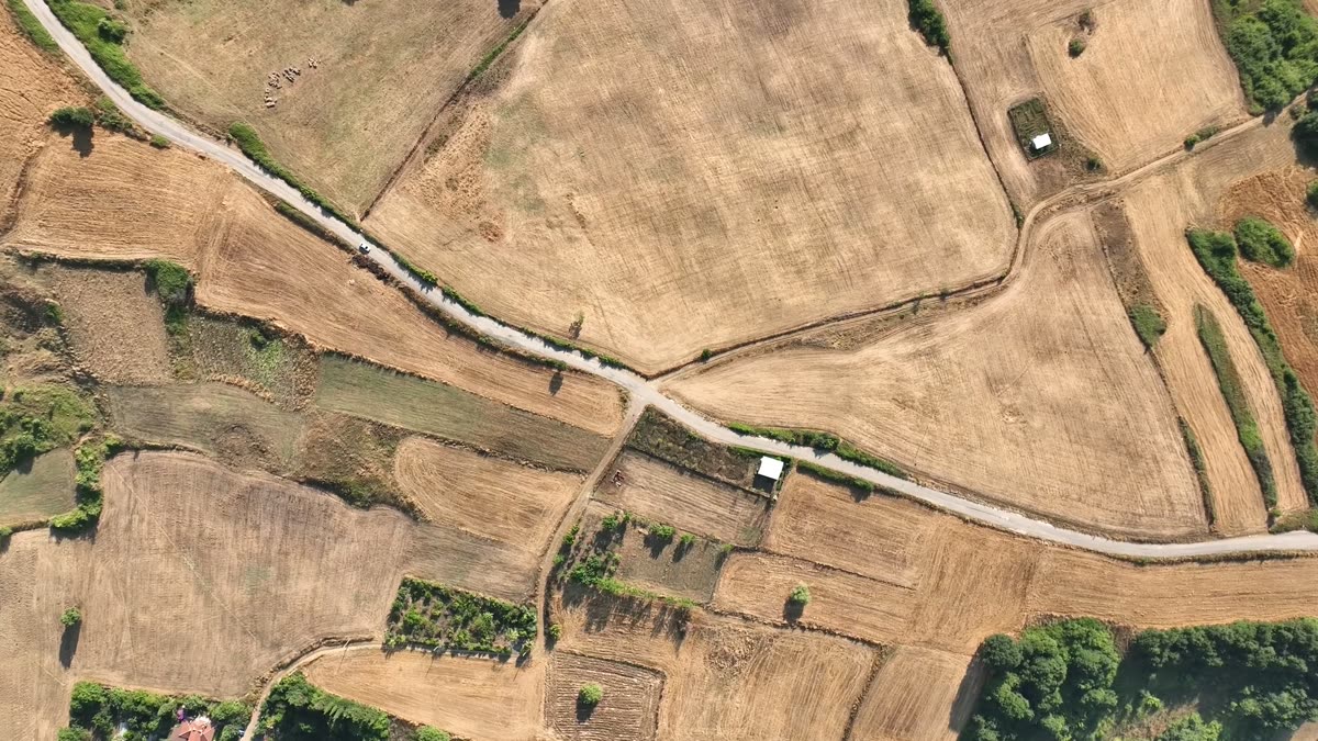 Vue aérienne verticale de champs moissonnés beiges traversés par une route blanche sinueuse