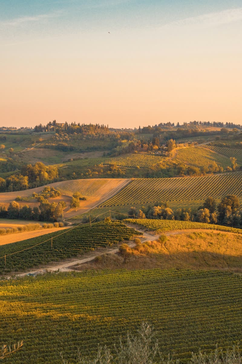 Collines couvertes de vignes et de cyprès au coucher du soleil, sous un ciel orangé