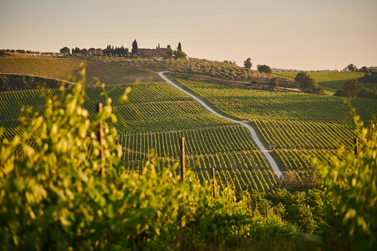 Rangs de vignes sur des collines au couchant, chemin blanc menant à un domaine