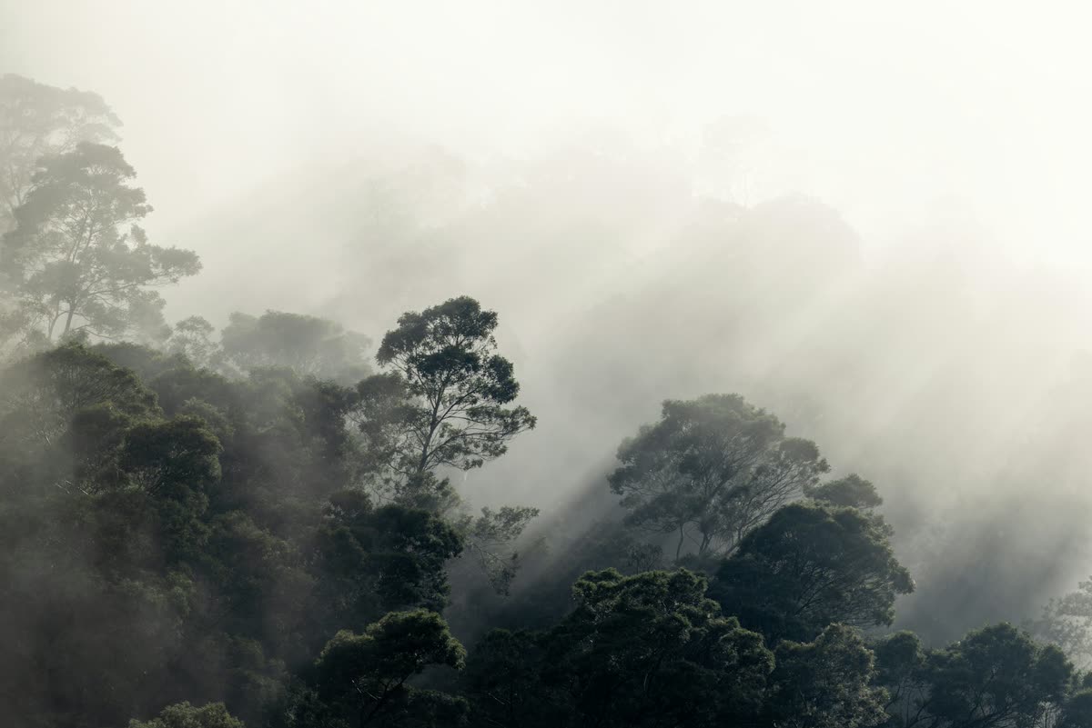 Cimes d’arbres d’une forêt émergeant d’un épais brouillard traversé de rayons de soleil