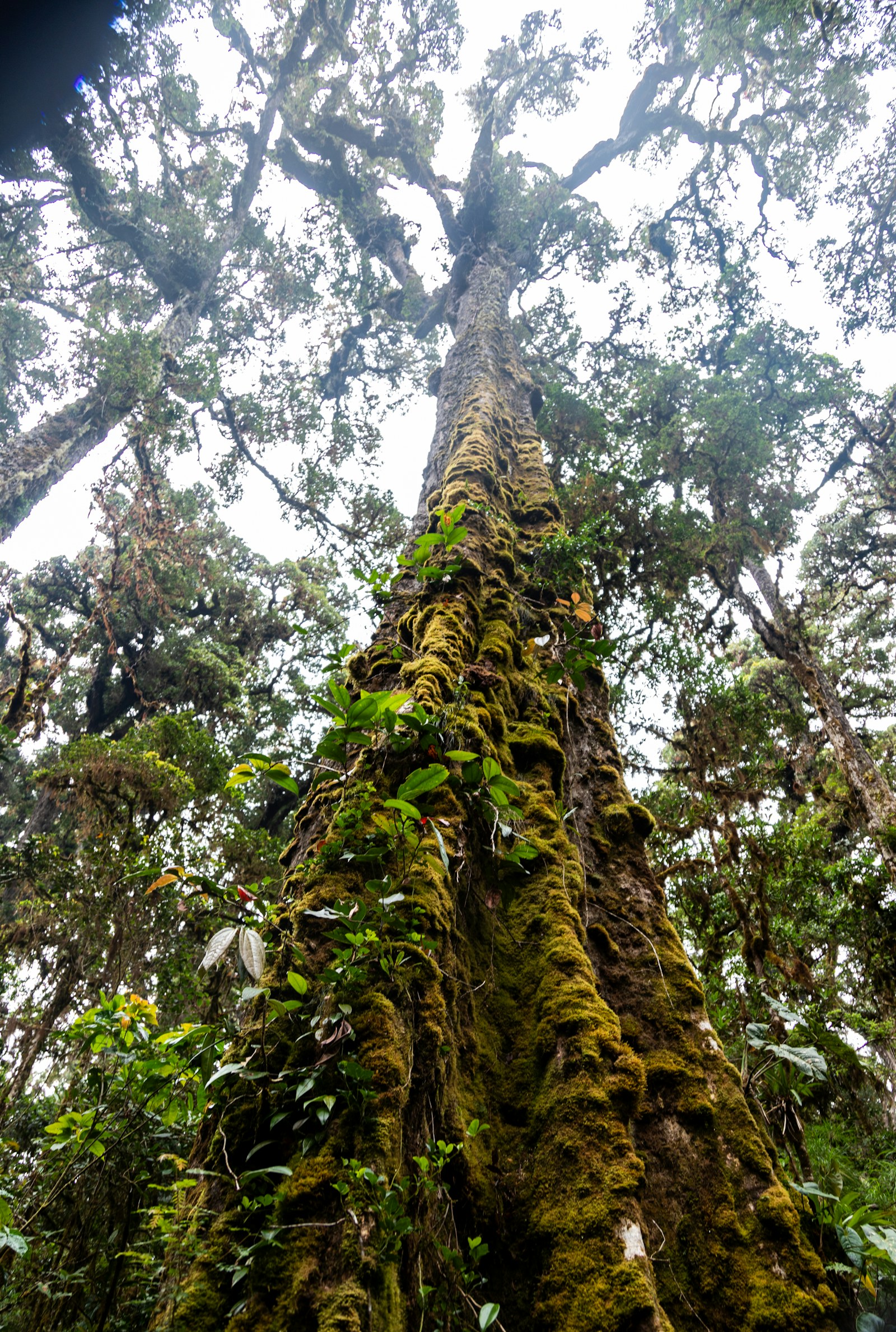 Tronc géant couvert de mousse et d'épiphytes, vu en contre-plongée dans une forêt de nuages, article de la Winston Canopy Foundation
