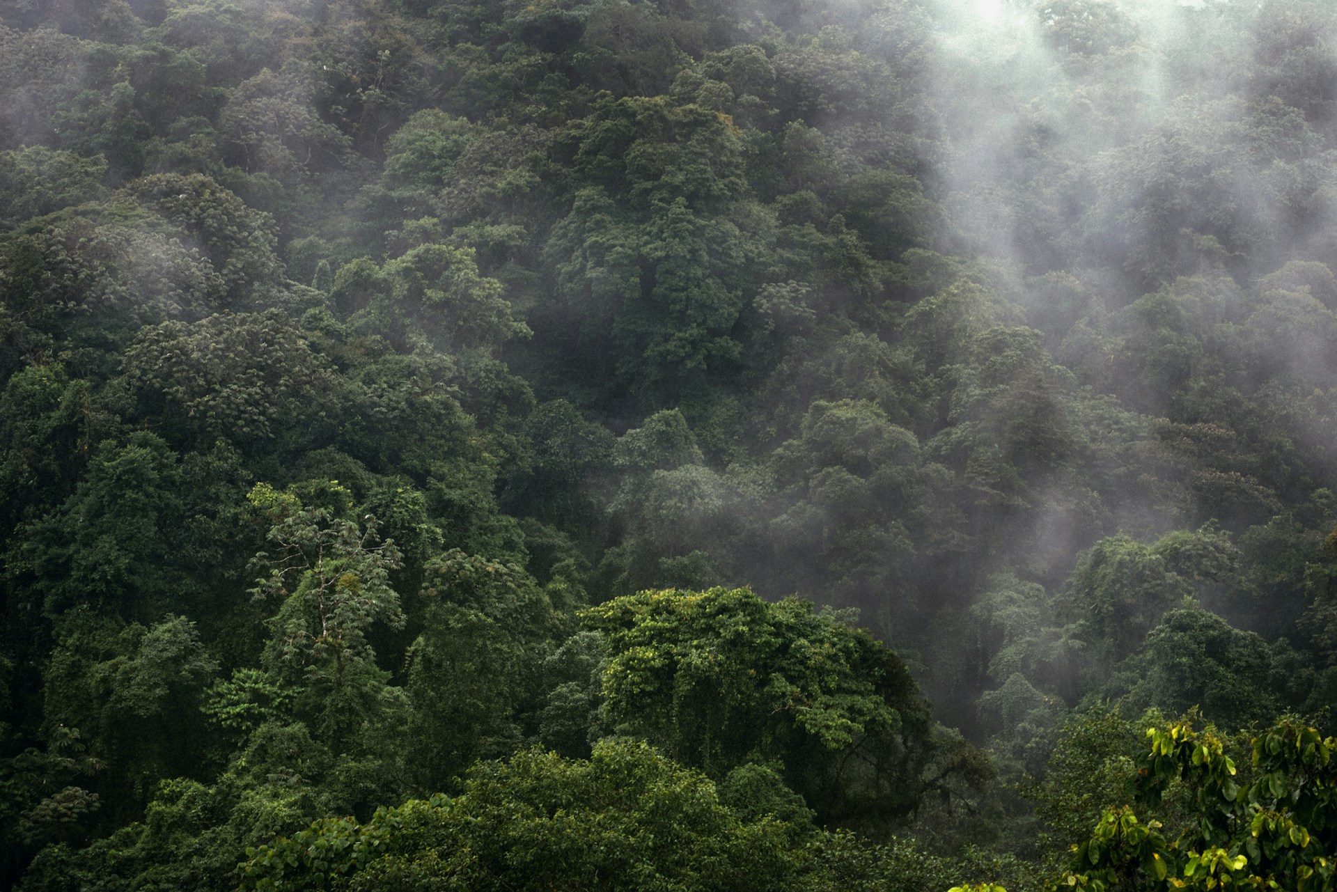 Dense canopy veiled in mist