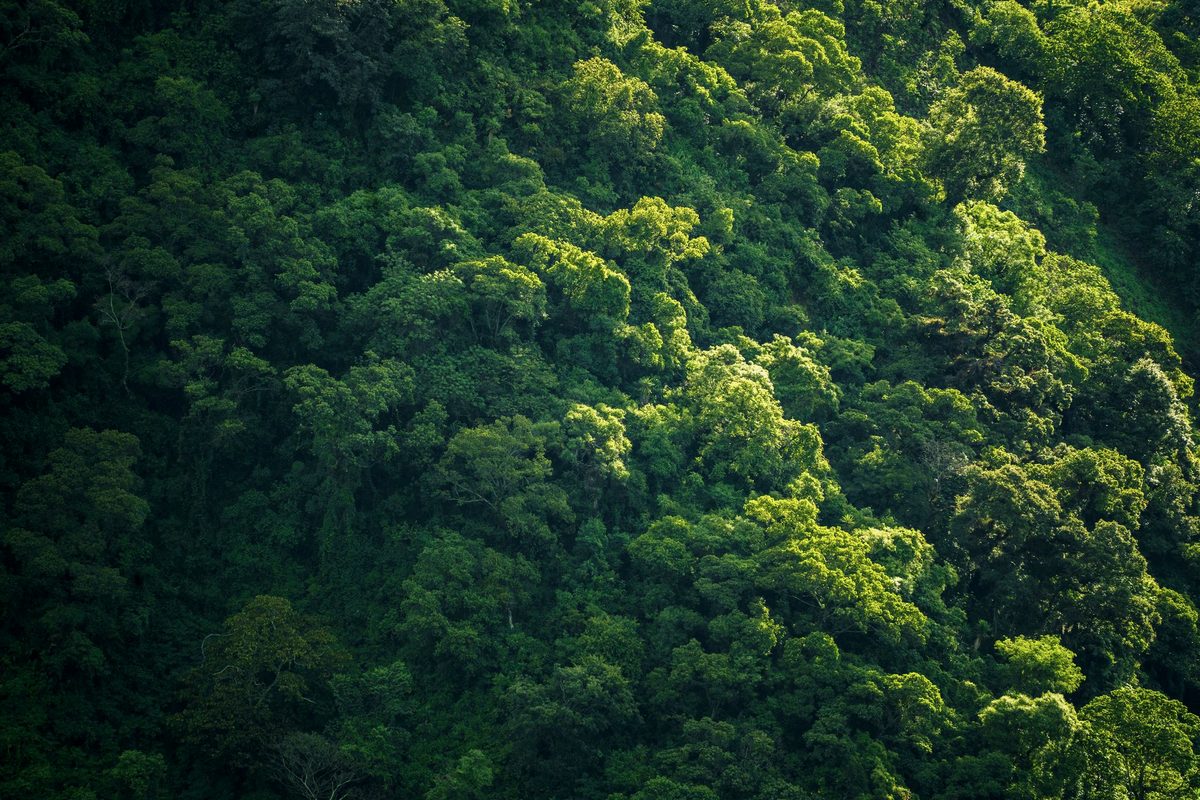 Canopée d'une forêt vierge vue du ciel, pour la Winston Canopy Foundation