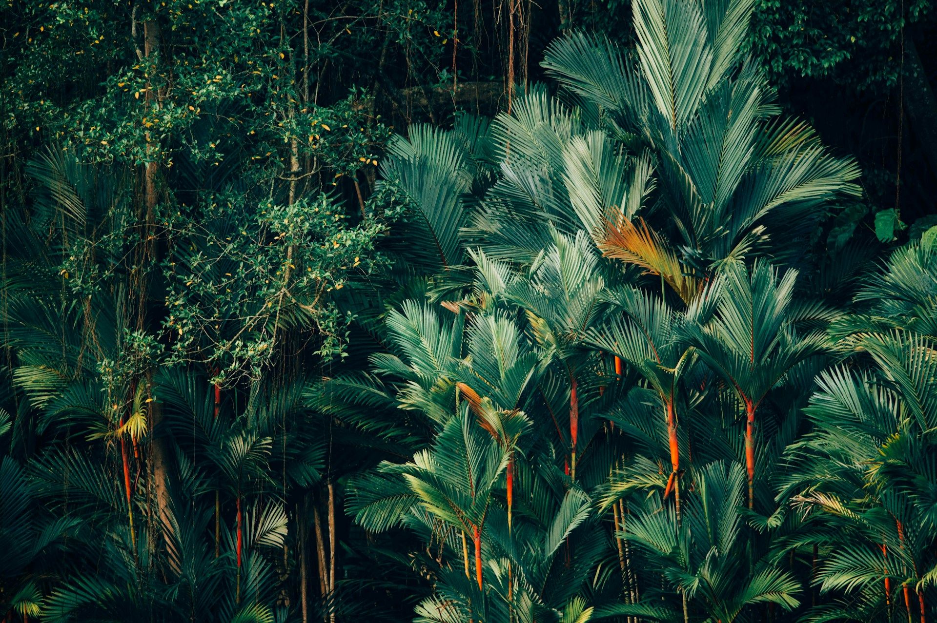 Palmiers aux stipes rouge vif mêlés à la végétation dense d’une forêt tropicale