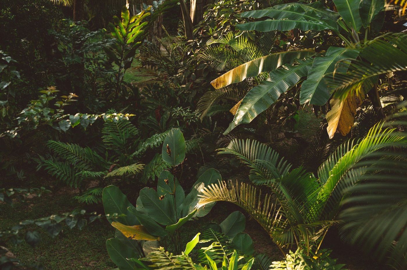 Sous-bois tropical luxuriant, feuilles de bananier et palmes éclairées par une lumière chaude