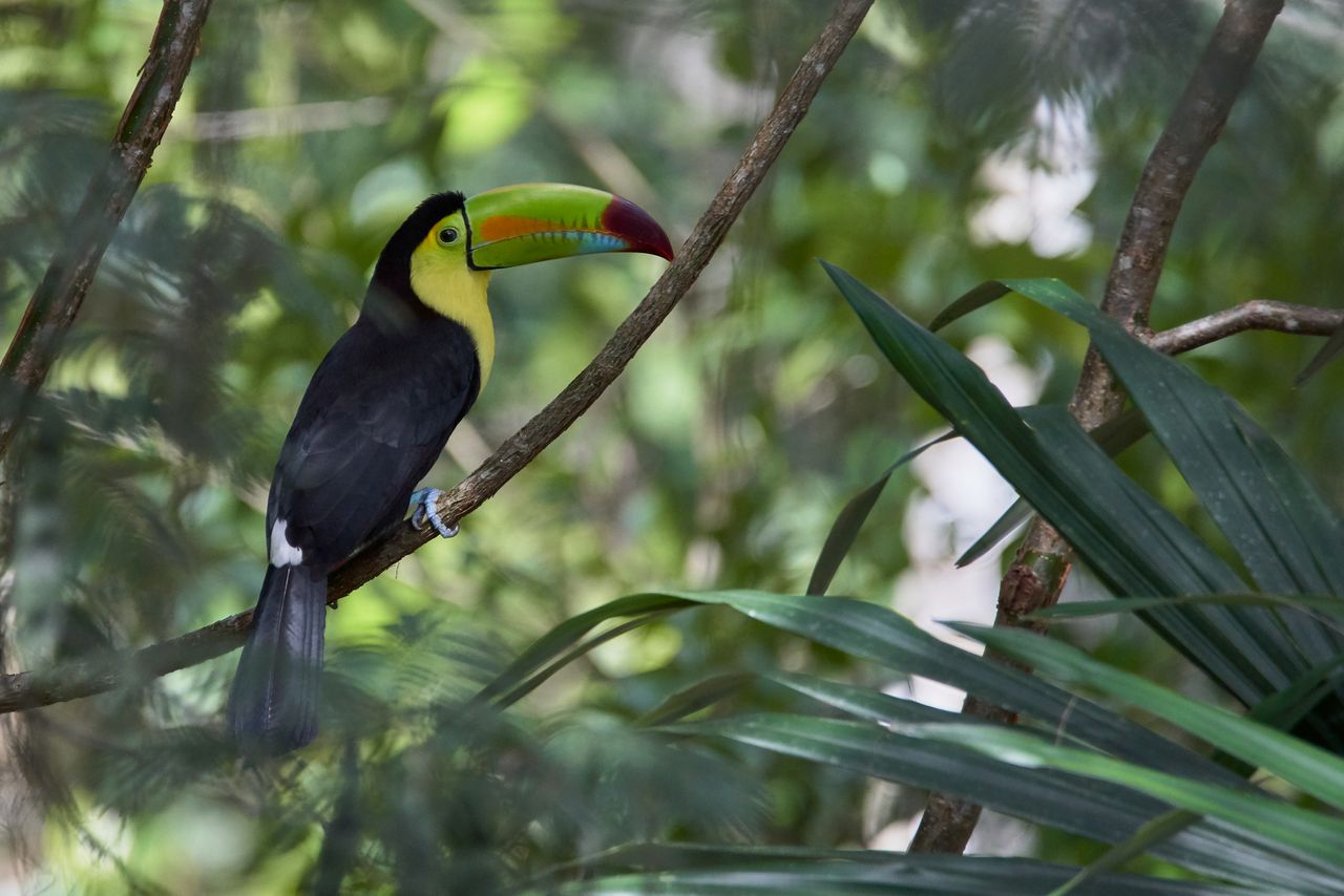 Toucan sur une branche en forêt tropicale, pour la Winston Canopy Foundation