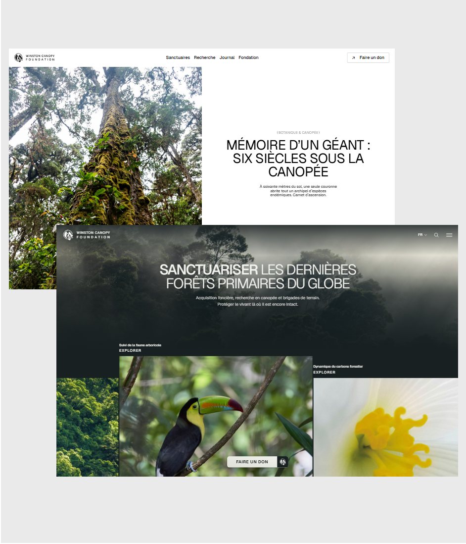 Maquette de webdesign (Winston Canopy Foundation) : Article du journal de la Winston Canopy Foundation : Mémoire d’un géant, six siècles sous la canopée ; Page d'accueil du site de la Winston Canopy Foundation : sanctuariser les dernières forêts primaires du globe