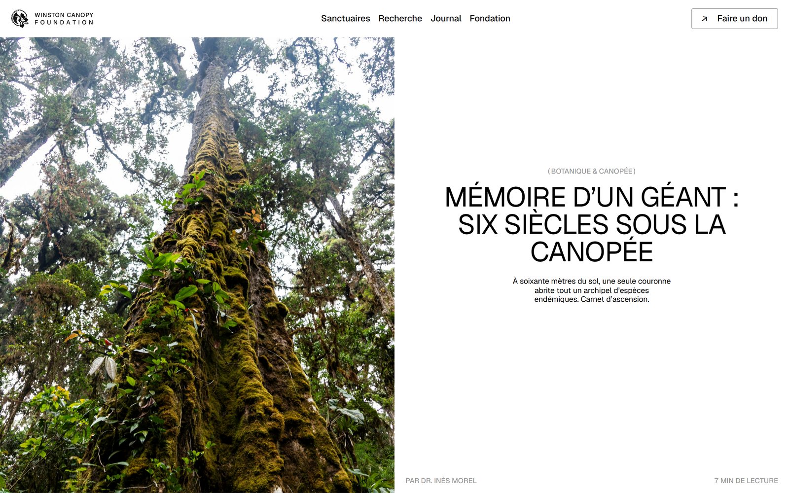 Article du journal de la Winston Canopy Foundation : Mémoire d’un géant, six siècles sous la canopée, page entière