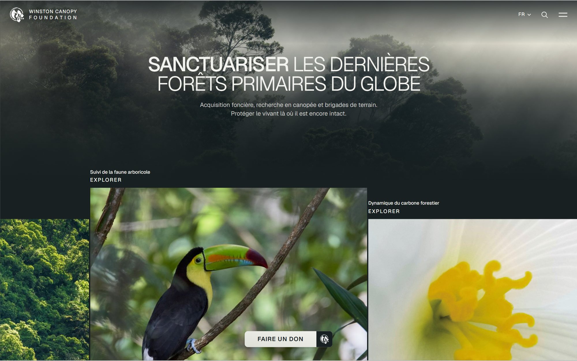 Web design mockup (Winston Canopy Foundation): Homepage of the Winston Canopy Foundation website: safeguarding the globe's last primary rainforests