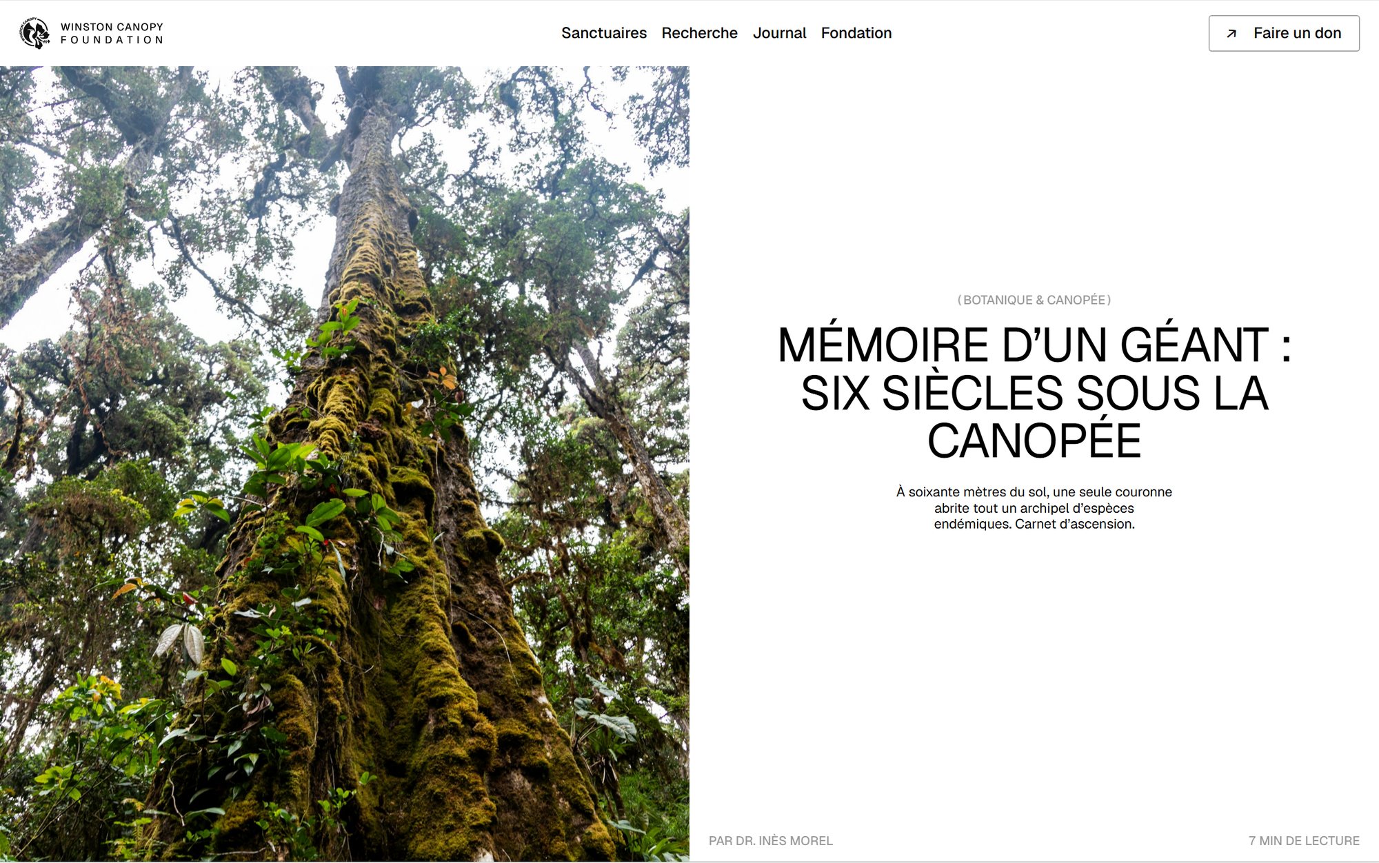 Web design mockup (Winston Canopy Foundation): Winston Canopy Foundation journal article: Memory of a Giant, six centuries beneath the canopy