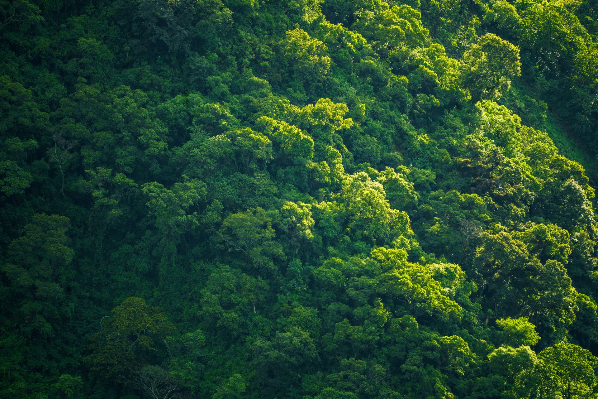 Winston Canopy Foundation : communication pour une ONG de protection de la forêt vierge, par Graphen Studio.