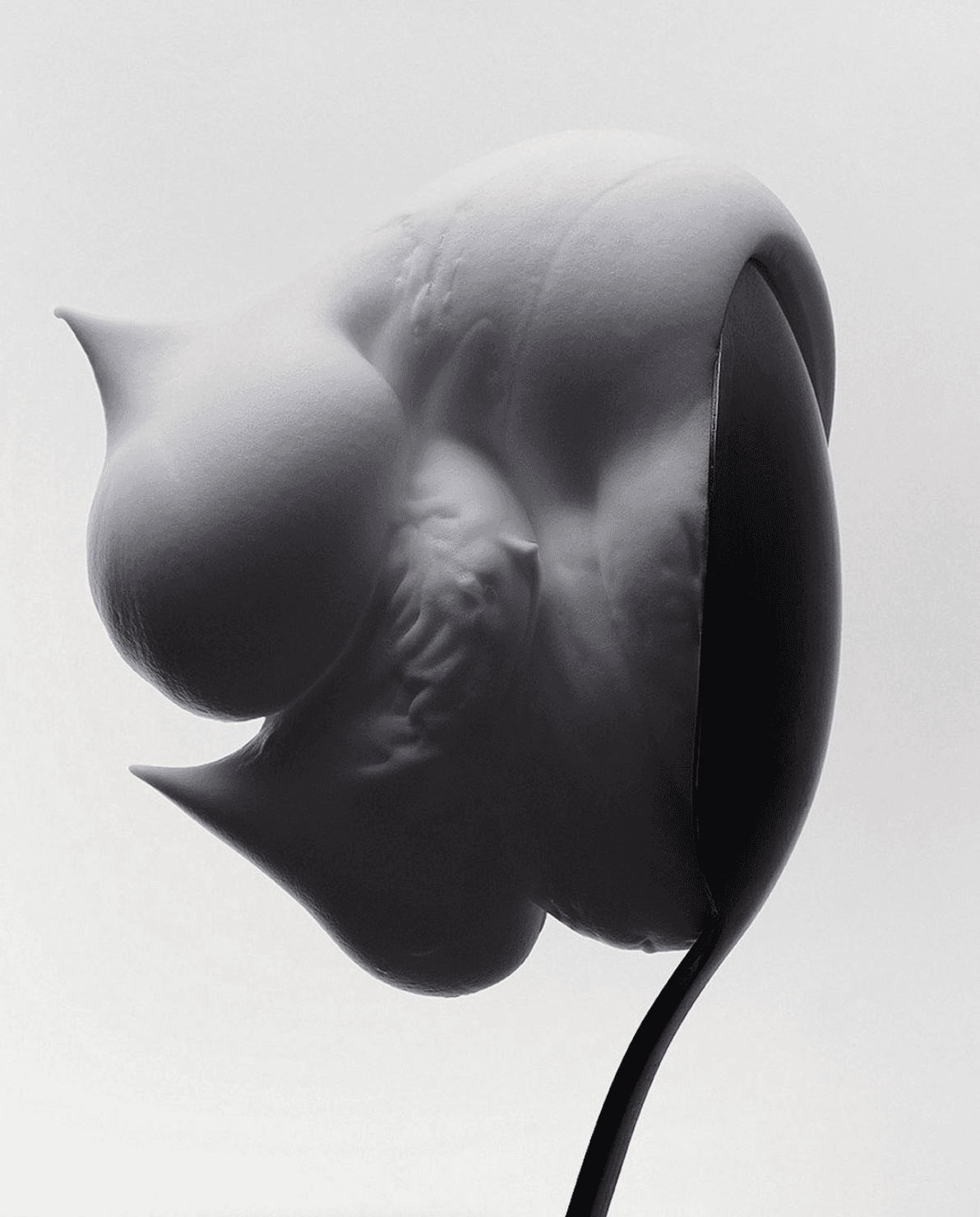 Nature morte en noir et blanc, fleur sculpturale sur fond clair, pour Studio 47